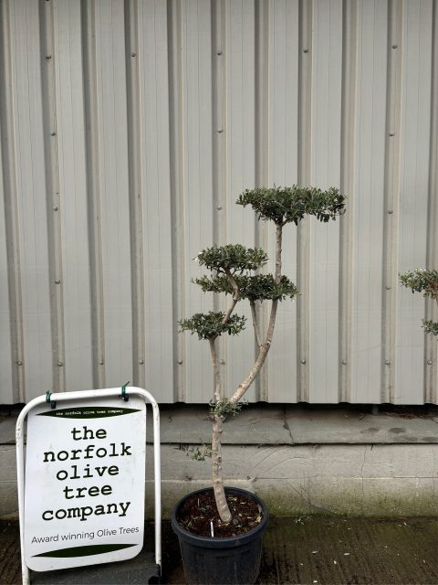 Niwaki cloud Olive Tree