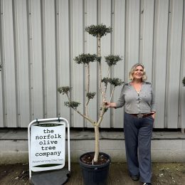 Topiary tree