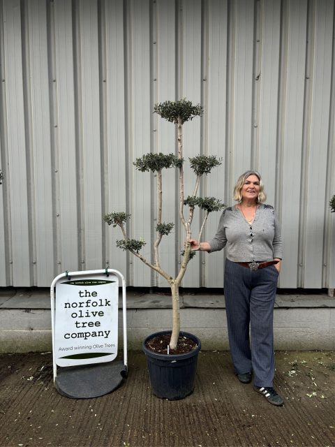 Topiary tree