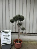 Topiary tree