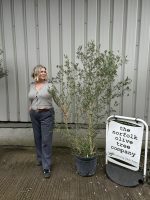 Wild Olive Tree - Oleaster variety.