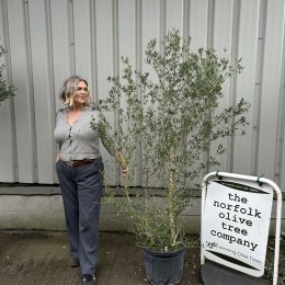 Wild Olive Tree - Oleaster variety.