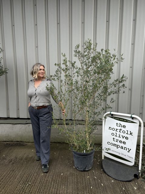 Wild Olive Tree - Oleaster variety.