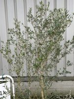 Wild Olive Tree - Oleaster variety.
