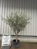 Smooth stem Olive tree