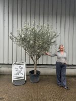 Smooth stem Olive tree