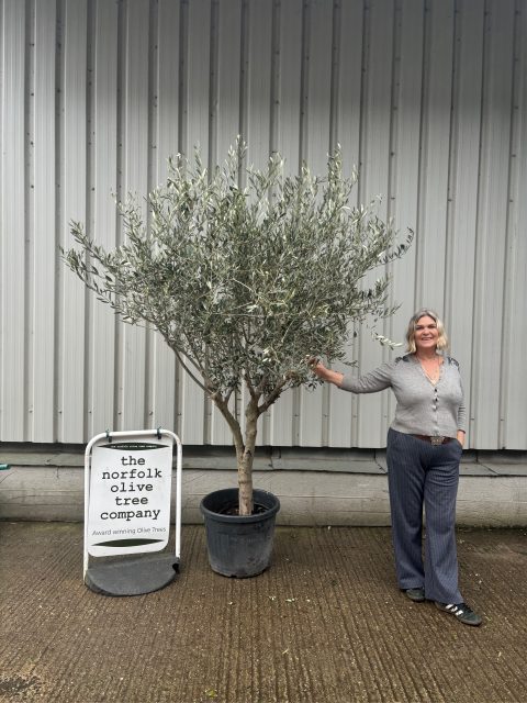 Smooth stem Olive tree