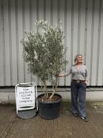 10 foot tall Olive Tree