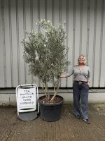 ‘Parachute’ pruned Italian Olive tree