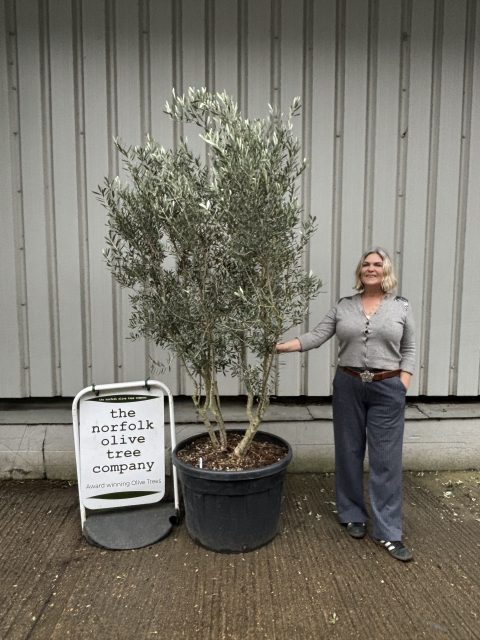 ‘Parachute’ pruned Italian Olive tree