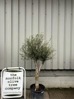 Arbequina olive tree