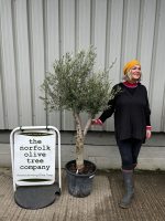 Arbequina olive tree