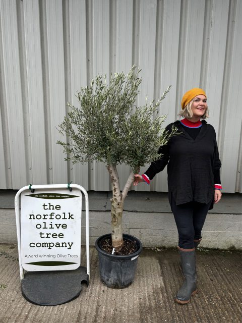 Arbequina olive tree
