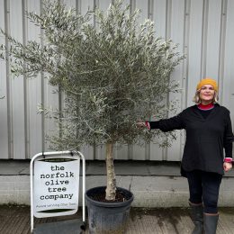 Hojiblanca Olive tree -delivery included