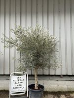 Hojiblanca Olive tree