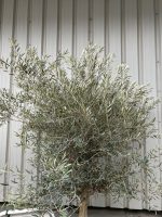 Hojiblanca Olive tree