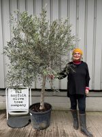 Hojiblanca Olive tree