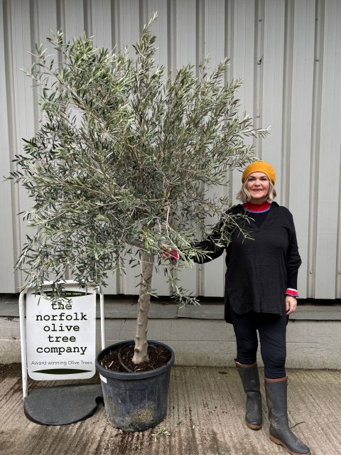 Hojiblanca Olive tree