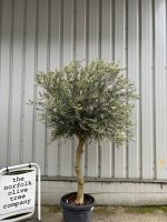 IMG_5663 Gordal Olive tree