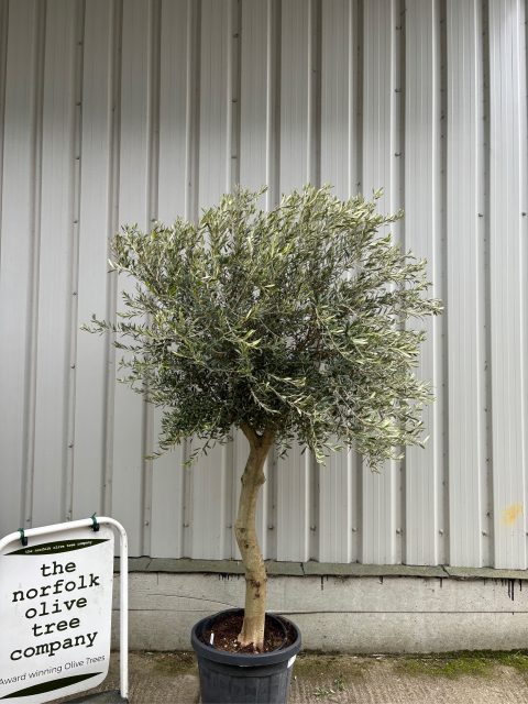 Gordal Olive tree