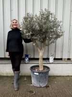 Vase shaped Olive tree