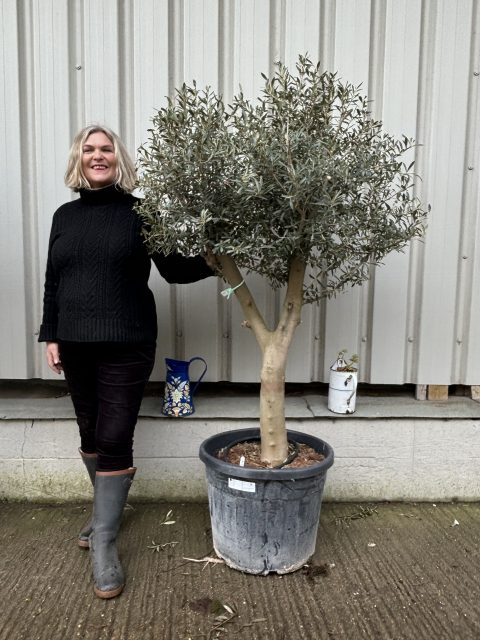 Vase shaped Olive tree