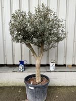 Charming gnarled Olive tree