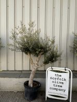Branched Olive Tree