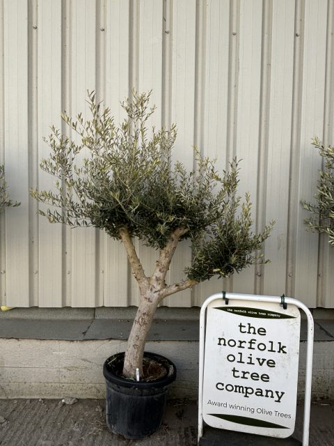 Branched Olive Tree