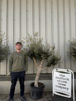Branched Olive Tree