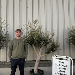 Branched Olive Tree
