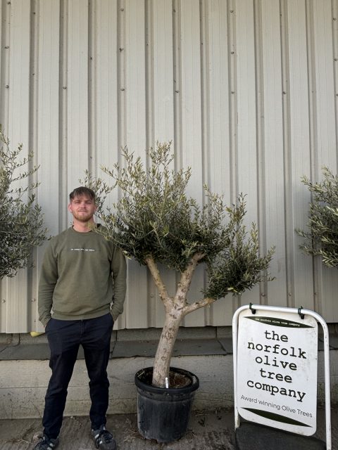 Branched Olive Tree