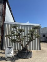 Niwaki cloud Olive tree
