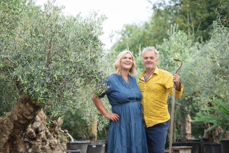 Olive trees