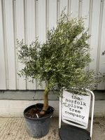 Arbequina Olive tree