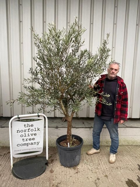 Arbequina Olive tree