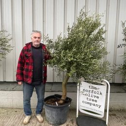 Arbequina Olive tree