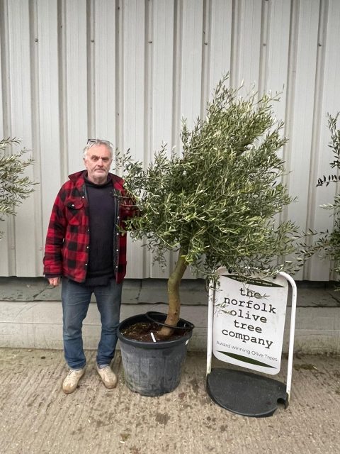 Arbequina Olive tree