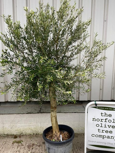 Arbequina Olive tree