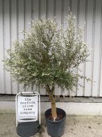 Arbequina Olive tree