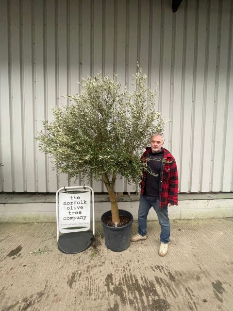 Arbequina Olive tree