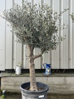 Branched Olive Tree