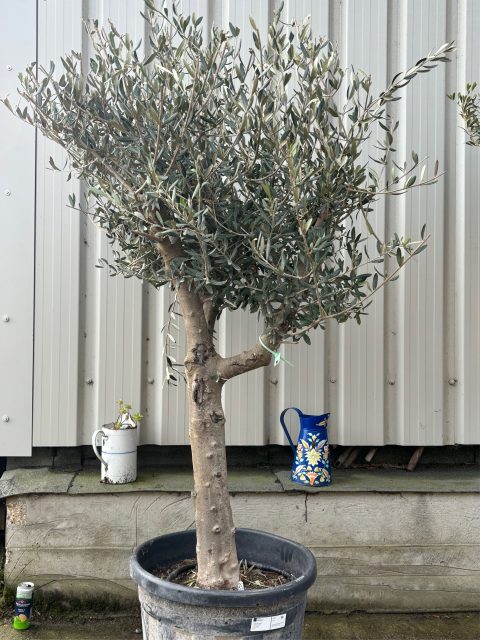 Branched Olive Tree