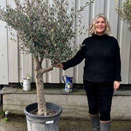 Branched Olive Tree delivery included.