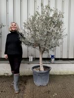 Patio Olive tree