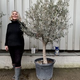Patio Olive tree