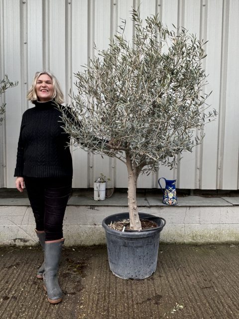 Patio Olive tree