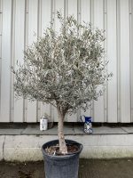 Patio Olive tree