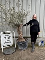 Charming gnarled Olive tree