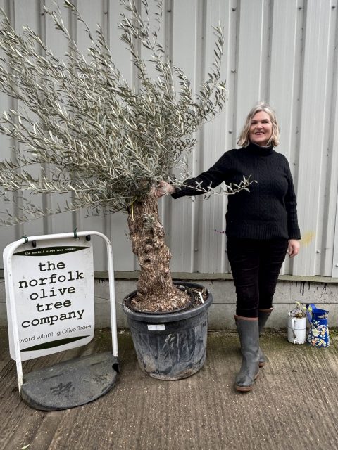 Charming gnarled Olive tree